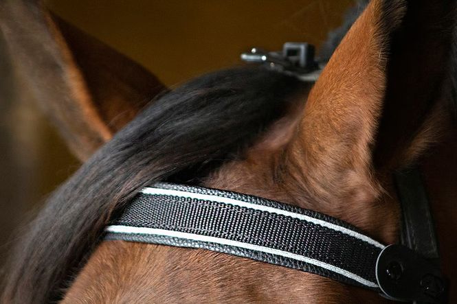 Hovedbilde Finntack  Elite pannebånd